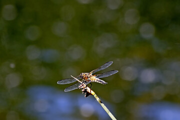 dragonfly on a branch