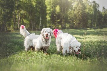 Happy white dogs clumber spaniel on a green lawn meadow glade retriever with bright colored pink...