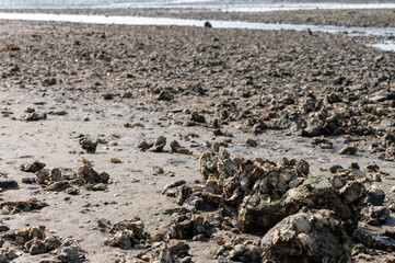 Harvesting of wild oysters shellfish on sea shore during low tide in Zeeland, Netherlands