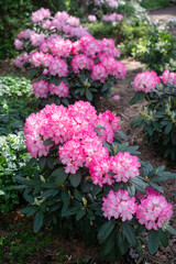 Fototapeta na wymiar Pink Rhododendron Fantastica blooming in a garden