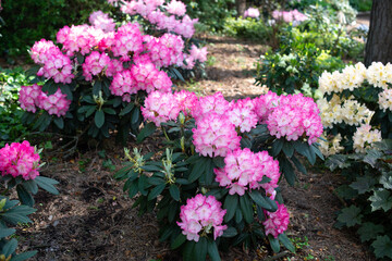 Pink Rhododendron Fantastica blooming in a garden
