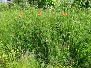 Morsum Kliff im Juni 2020