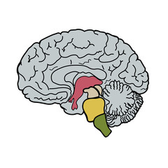 Brain realistic vector illustration. Side views