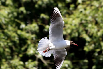 seagull in flight