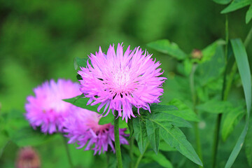 spring flowering of bright flowers