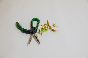 dried daisies cut and arranged on a white background with garden shears. Secateurs and dried chamomile 