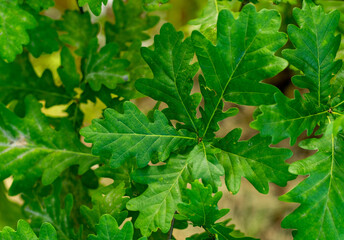 Fototapeta na wymiar young tree leaves for background