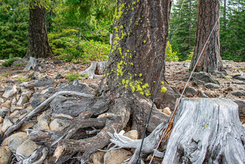 Beautiful tree with exposed roots and two fishing poles to the side