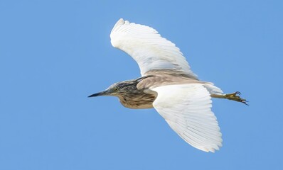 Sgarza ciuffetto - Squacco heron (Ardeola ralloides)
