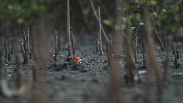 Ghost crabs (Ocypode kuhlii) are semiterrestrial crabs of the subfamily Ocypodinae. They are common shore crabs in tropical and subtropical regions throughout the world.