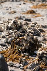 Harvesting of wild oysters shellfish on sea shore during low tide in Zeeland, Netherlands