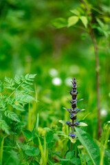 young spring forest flowers