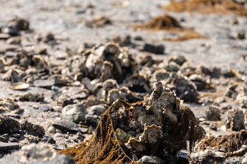 Harvesting of wild oysters shellfish on sea shore during low tide in Zeeland, Netherlands