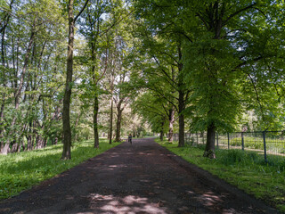 Long path in park between trees and green bushes and woman on bike