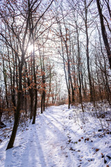Snowy forest hiking trails on Mecsek near Pecs, Hungary
