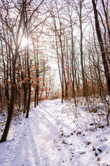Snowy forest hiking trails on Mecsek near Pecs, Hungary