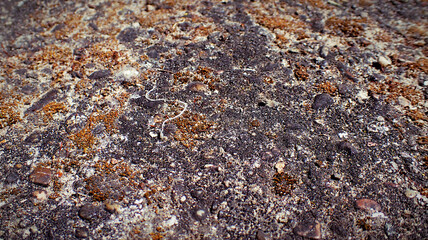 Close up of mossy ground