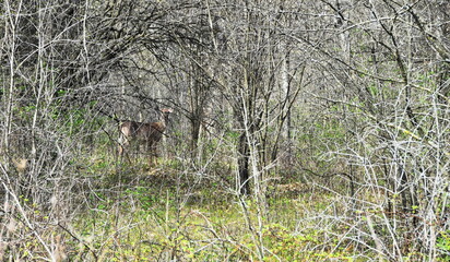 Deer Hiding in Woods