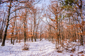 Snowy forest hiking trails on Mecsek near Pecs, Hungary