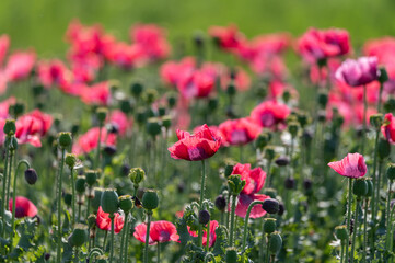Big garden red poppy flowers nature background