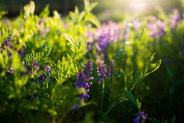 Blue wildflowers in a green meadow. Warm spring evening with a bright meadow during sunset.