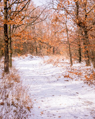 Snowy forest hiking trails on Mecsek near Pecs, Hungary