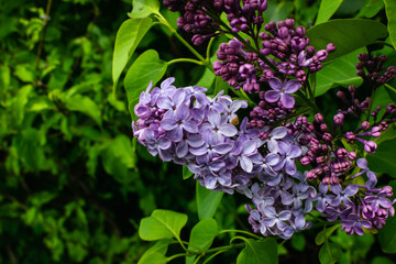 Flowers and heart-shaped leaves  of a Lilac shrub next to kamp-thaya-march bike route.