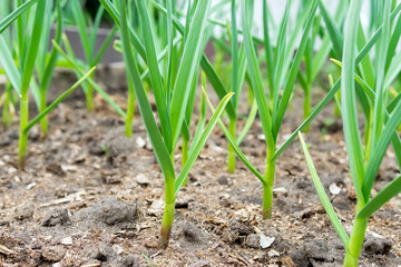organically cultivated garlic plantation in the garden. selective focus