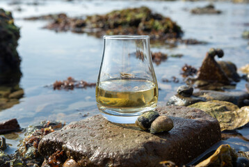 Tasting glass of Scotch whisky and sea shore during low tide, smoky whisky pairing with oysters