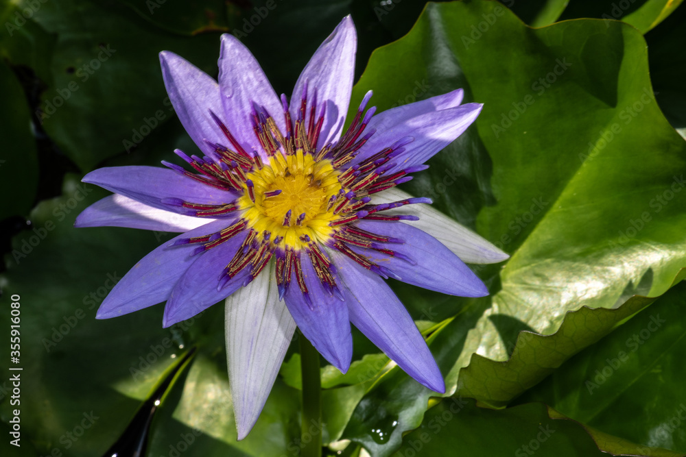 Wall mural nymphaea flower (nymphaea colorata)