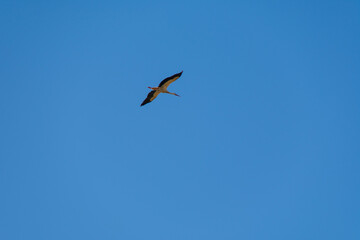 stork in the blue sky stork 