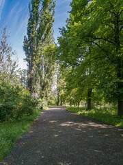 Fototapeta na wymiar Long path in park between trees and green bushes