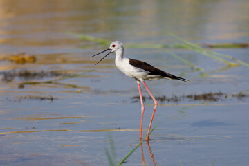 Black-winged stilt also common stilt in marsh waters. its warm tones.
