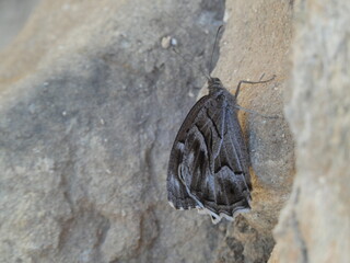 Striped grayling butterfly (Hipparchia fidia) - brown and white butterfly on the stones, El Albir, Costa Blanca, Spain
