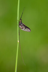Adult mayfly, ephemera danica, resting on a blade of grass