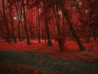 mystical forest in red tones. colorful autumn forest in the morning