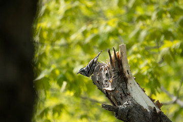 A black and white warbler resting on a tree trunck