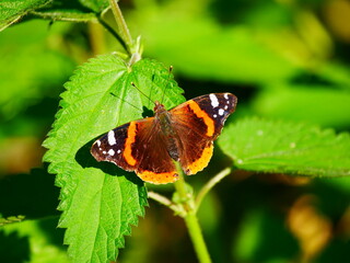 Laupheim, Deutschland: Ein Admiral (Schmetterling)