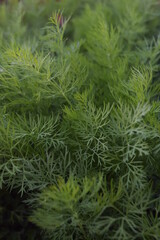 dill texture