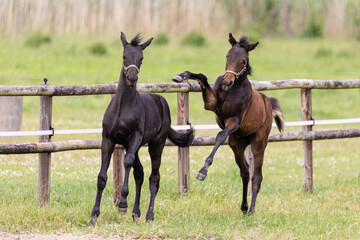 Pferd