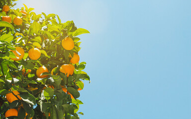 Orange tree with ripe fruit in the sunlight in summer. Landscaped photography.