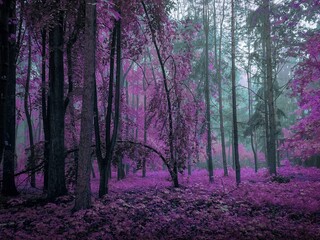 Mystical spring forest in purple tones. Foggy magical wood. 