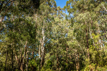 A rain forest along the Great Ocean Road in Australia.