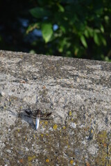 White-tailed Dragonfly on ends of concrete