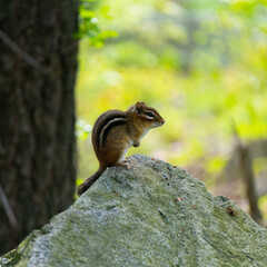 A chipmunk looking for food