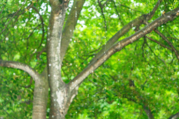 rain on a blurred natural green background, defocusing, selective focus, abstraction, nature