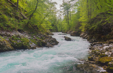Fast clear waters of Radovna river in Vintgar Gorge Canyon near Bled, Julian Alps, Slovenia.