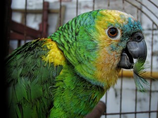 Piercing gaze of the parrot