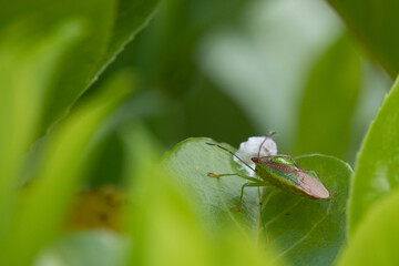 green bug sits on a green leaf