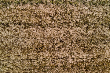Aerial top view of a wheat field during a sunny day. Gold background and texture